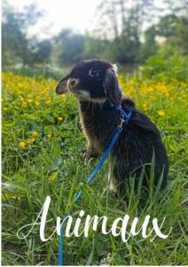 Animaux